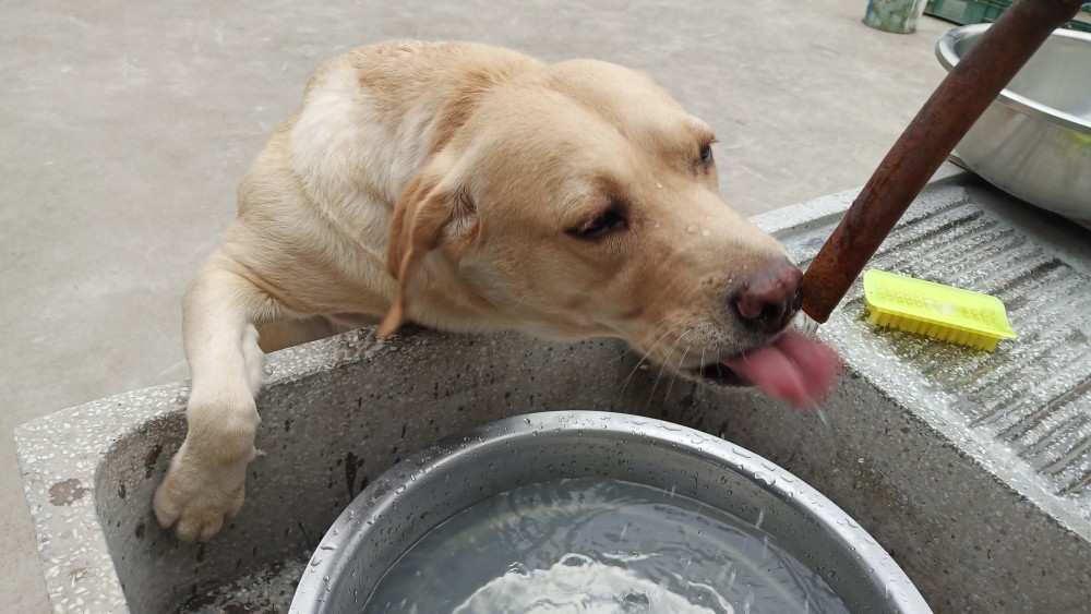 这狗狗喝水的姿势不错,挺好看的哟!