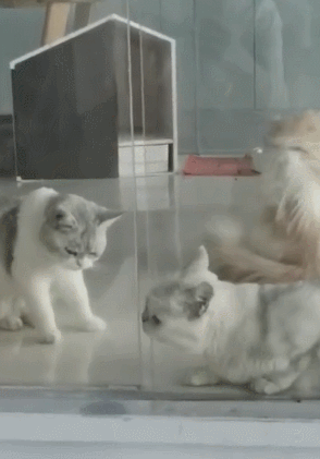 294_421竖版 竖屏gif 动态图 动图