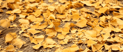 天和地都是一片黄色,分不清境界是什么词语