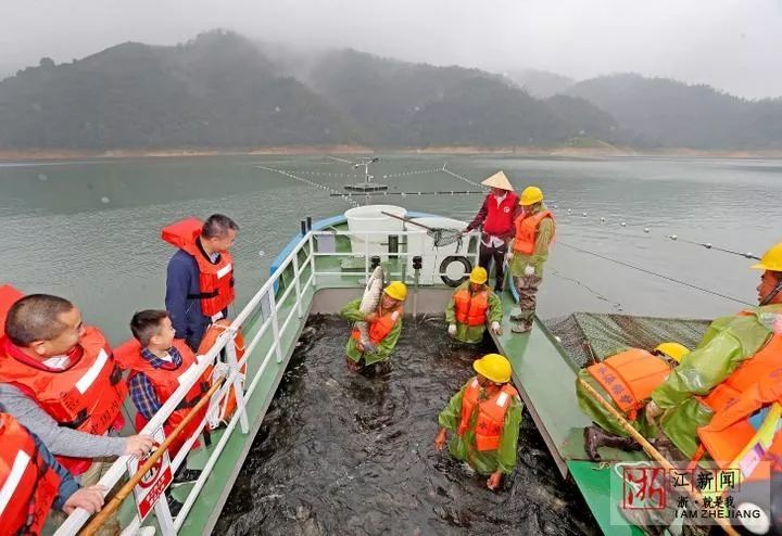 泰顺珊溪水库捕鱼,一网捞近10000斤鱼