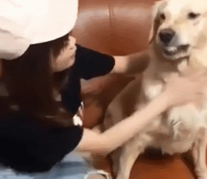 狗狗,金毛
