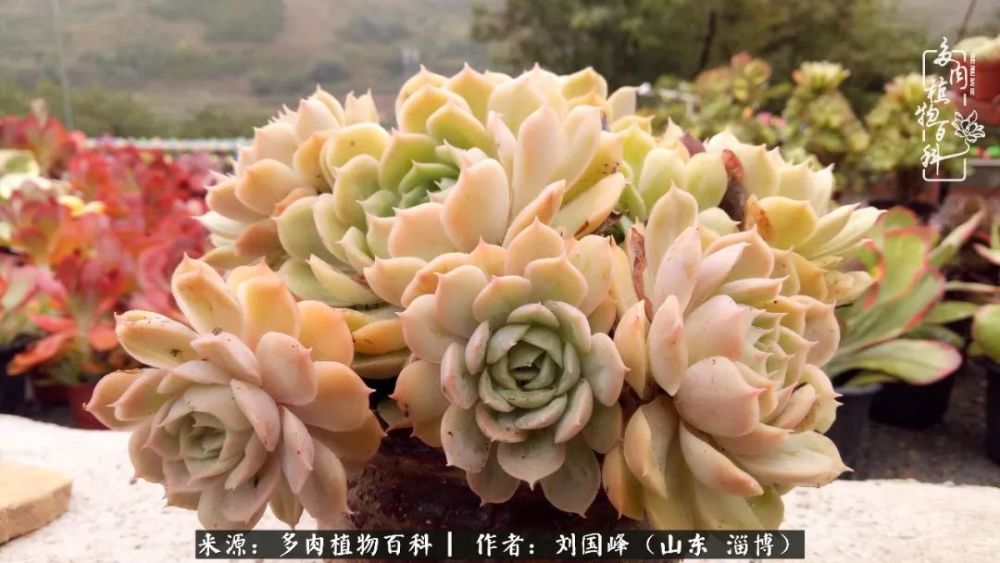 昂斯诺的确属于超级皮实且状态百变的超级普货.