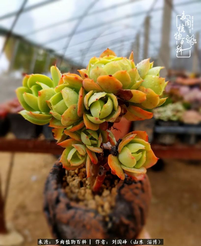 霜降过后,南北方多肉养护有差别,这些事项要注意!
