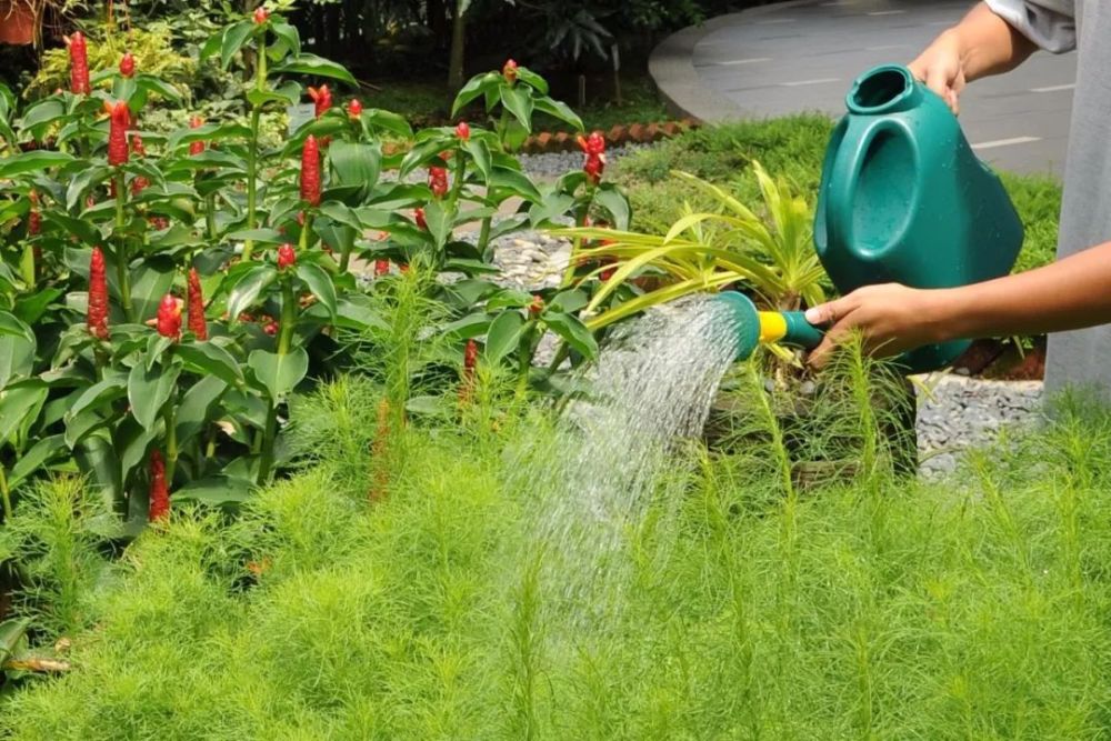 每周给植物浇水一次
