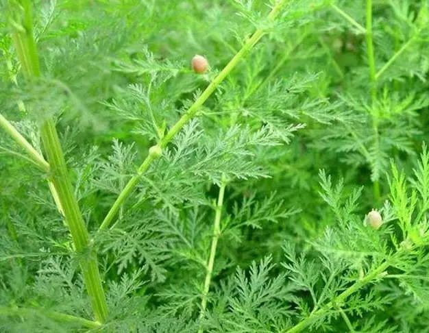 鸡肠炎治疗方法,鸡肠炎用什么草药最好,鸡拉稀吃什么药