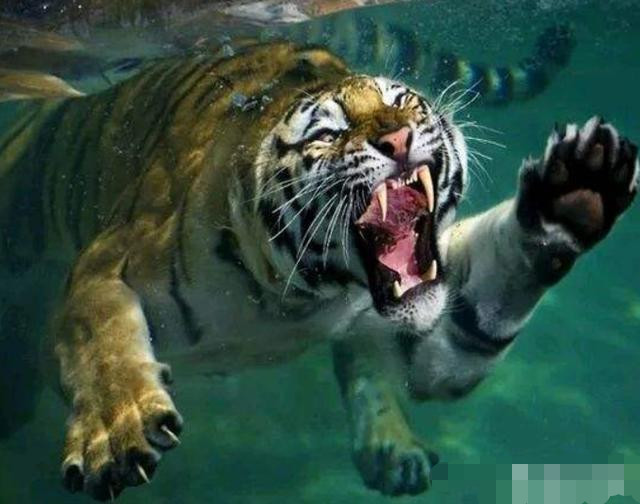 如果把一只老虎的牙齿还有指甲都拔掉,老虎对人类还有