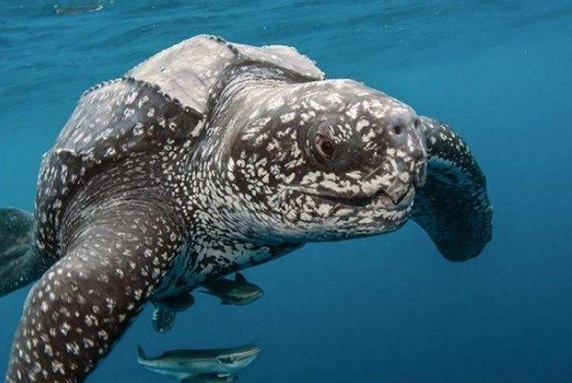 全球10大濒临灭绝的海洋动物,有不少是人为原因造成,你知道吗?