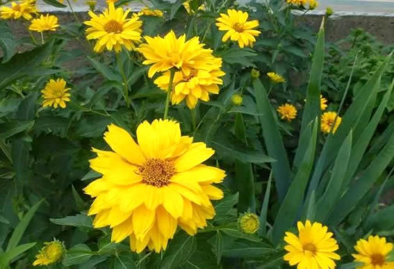 喜欢菊花吗?那养盆