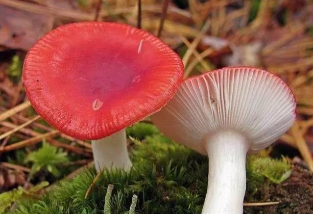 带大家认识几种常见的野生毒蘑菇,有些长的挺好看,但一定不要被它美丽