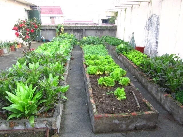 露台,屋顶怎么种菜?3个"小技巧",变成小菜园,天天有菜