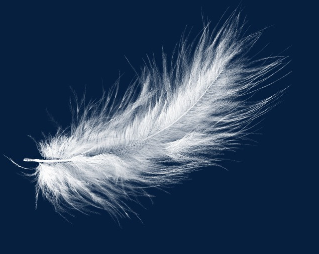 心理学:你最喜欢哪一根羽毛?测你内心是天使还是魔鬼