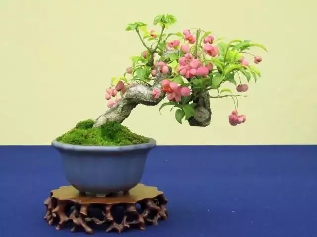进口日本真弓盆栽和国内桃叶卫矛盆景的鉴赏