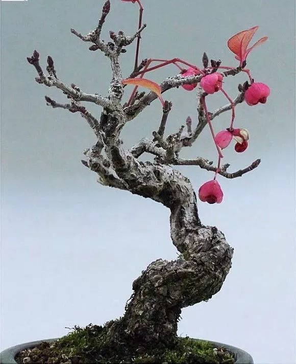 进口日本真弓盆栽和国内桃叶卫矛盆景的鉴赏