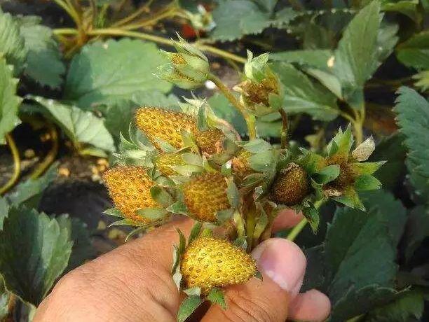 蓟马对草莓的危害 蓟马以成虫,若虫隐藏于花内或芽尖,新叶等幼嫩组织