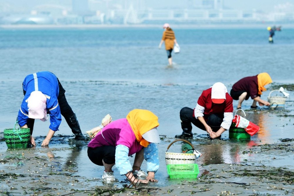 天文大潮青岛唐岛湾赶海,挖捡鲜美小海鲜,现都市渔家风情