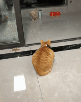 橘猫第一次见到金毛,接下来猫反应让人笑喷,网友:全网