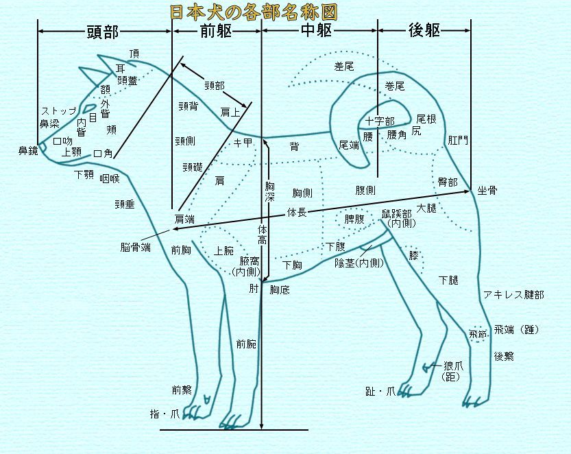 柴犬,哈士奇,狗狗,浪潮,候鸟,美国,柯基犬,犬种,长河,日本