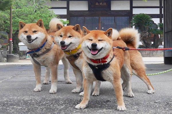 墙上长狗头了!三只柴犬卡在墙洞中,瞬间成为网红狗狗