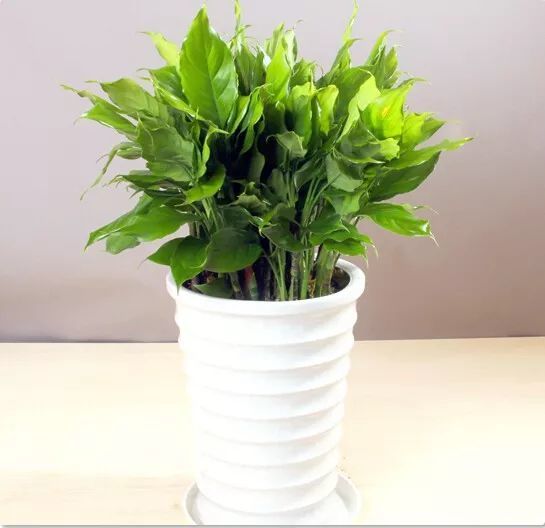 这五种绿色植物耐阴又好养,放在客厅角落也能正常生长