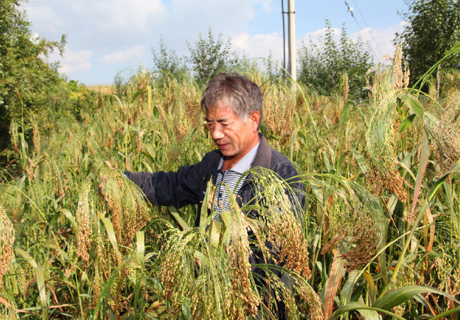 有的农民种植的糜子能达到亩产300公斤,他们都是怎么种植的?