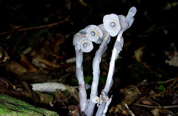 水晶兰