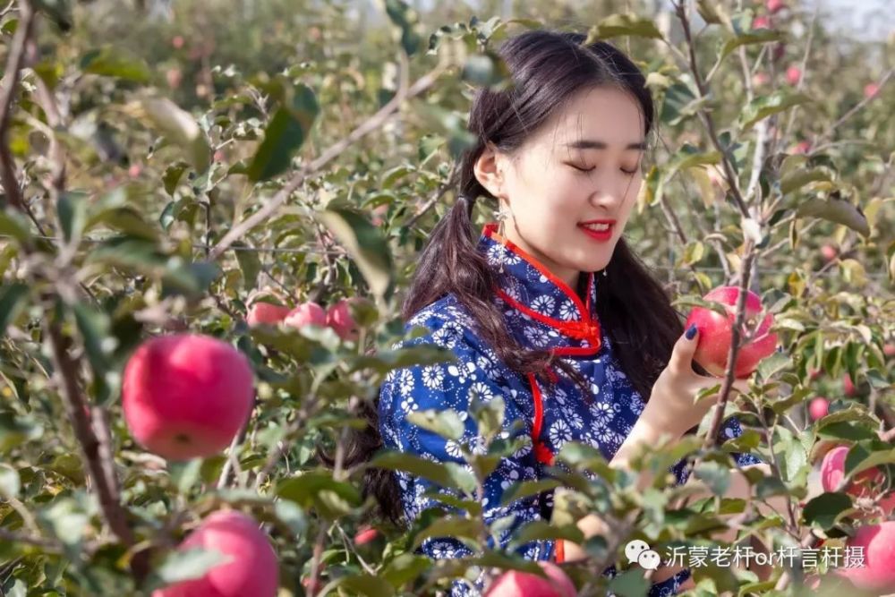 醉美乡村:沂水女孩山里红之甜蜜蜜的苹果梦