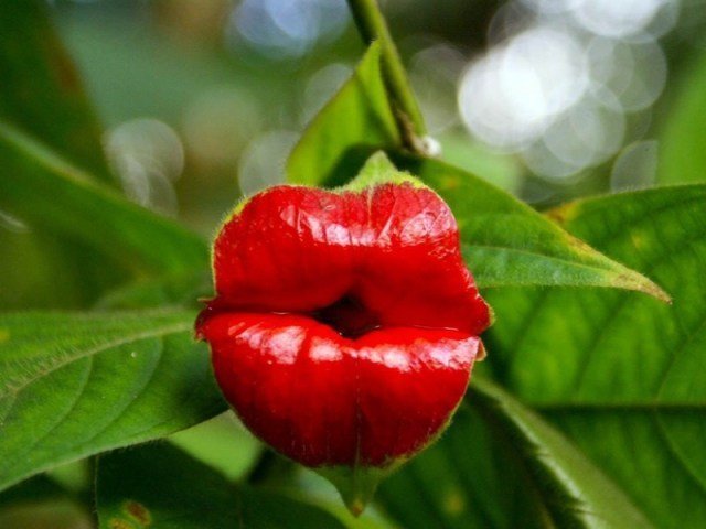 世界上5种最奇特的花,其中一种长得像外星人,你可能从未见过!