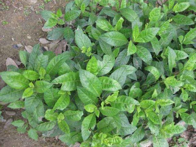 誉为"神奇救命草"的金鸡毛草,珍贵少见,究竟有什么价值?
