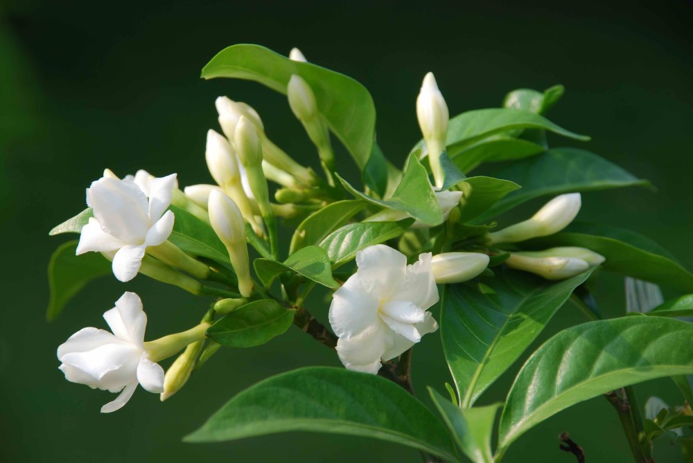 好一朵美丽的茉莉花,芳香洁白惹人怜,玉骨冰肌仙人之姿真华美