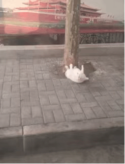 狗子:我想走一走 25 你以为直男很无趣 26 27 28 29 今日份的快乐源泉