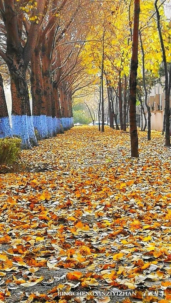 让落叶飘一会儿,这个秋天会更美!