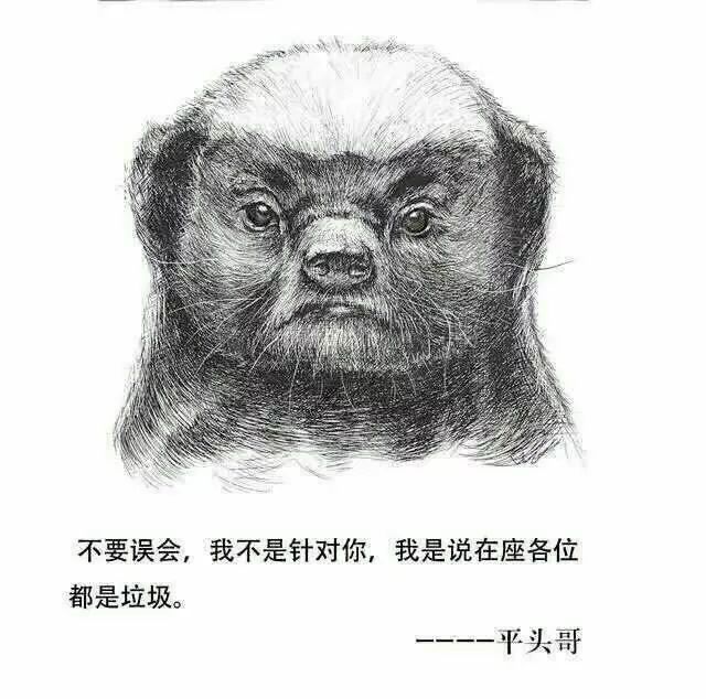 社会平头哥 獾狠话不多 在动物界的江湖上,一直都流传着关于平头哥的