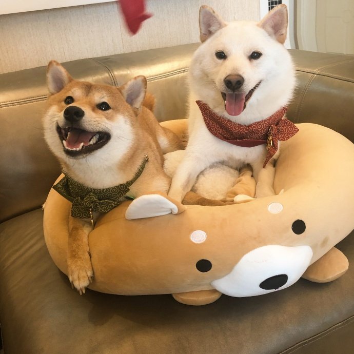 狗狗,搞笑,萌,萌宠,汪星人