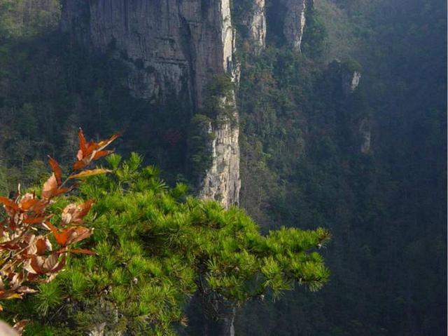 张家界,神堂湾,黑枞垴