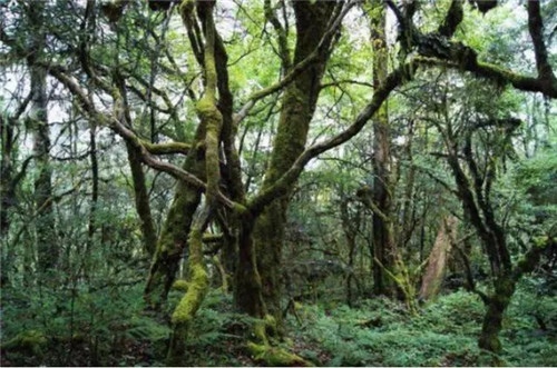 野人山,中国远征军,女兵,山洞,缅甸,滇缅公路