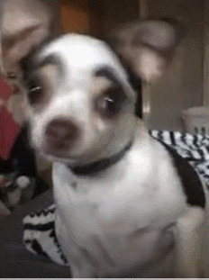 吉娃娃天生异相,浓眉大眼超可爱,却被主人无情抛弃