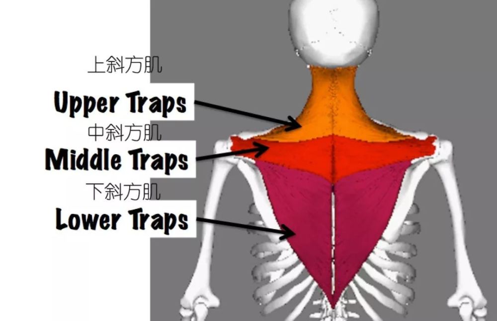 斜方肌,瑜伽,肩胛骨,肩部,手臂,脊柱