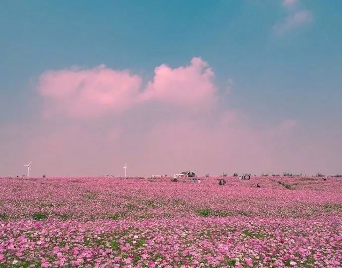 唯美花海壁纸背景图!