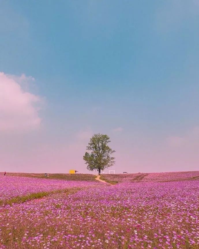 唯美花海壁纸背景图!