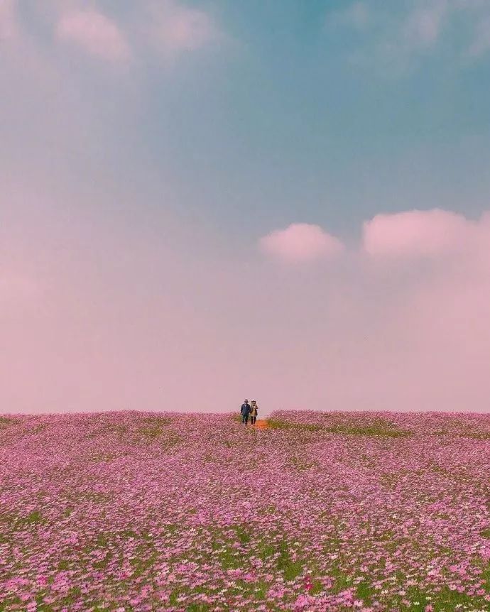 唯美花海壁纸背景图!