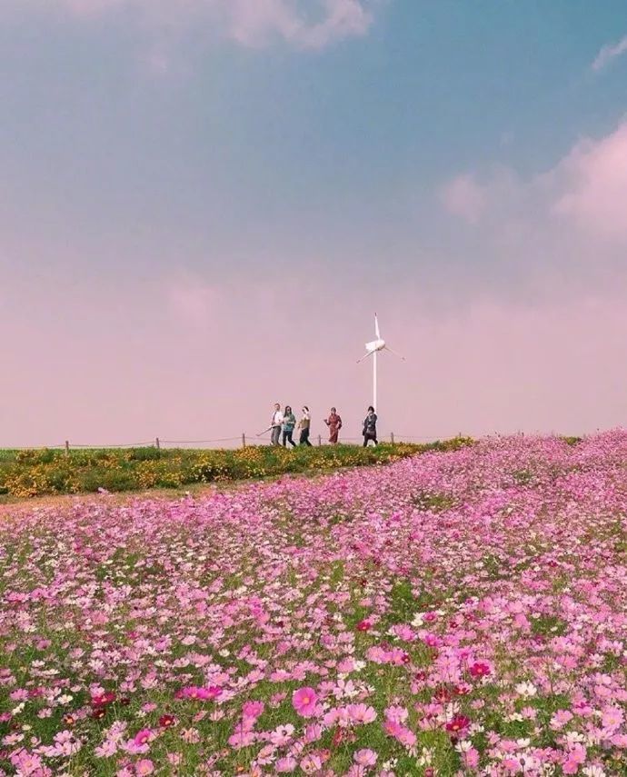 唯美花海壁纸背景图!