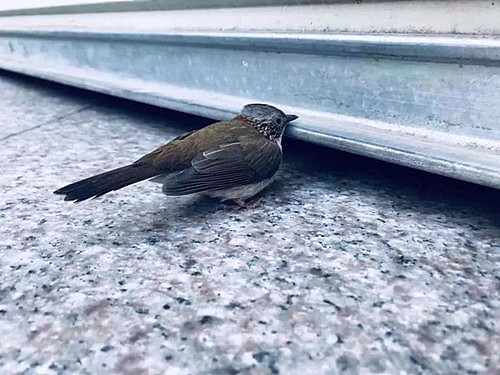 警察 麻雀