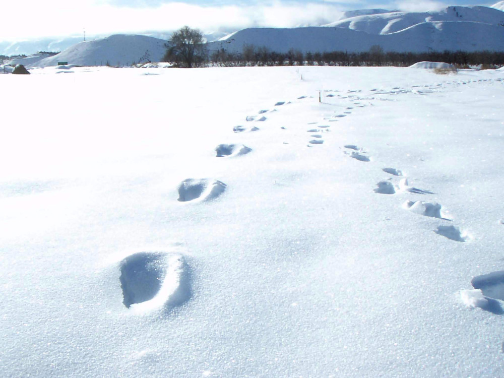 大雪中的巨大的脚印,专家怀疑是大脚怪,大脚怪真的存在吗?