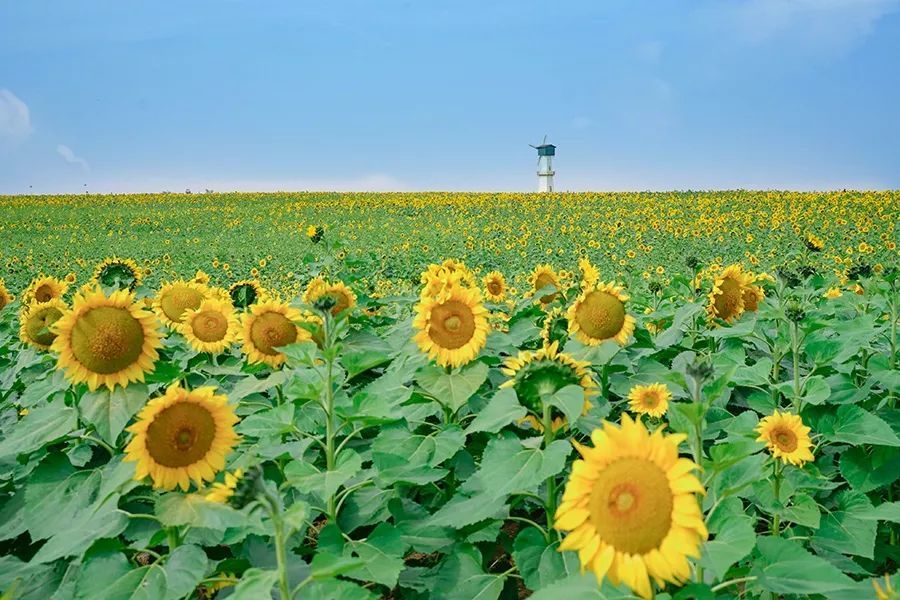 2021白马湖向日葵景区,白马湖生态旅游景区 向日葵,白马湖,旅游景区