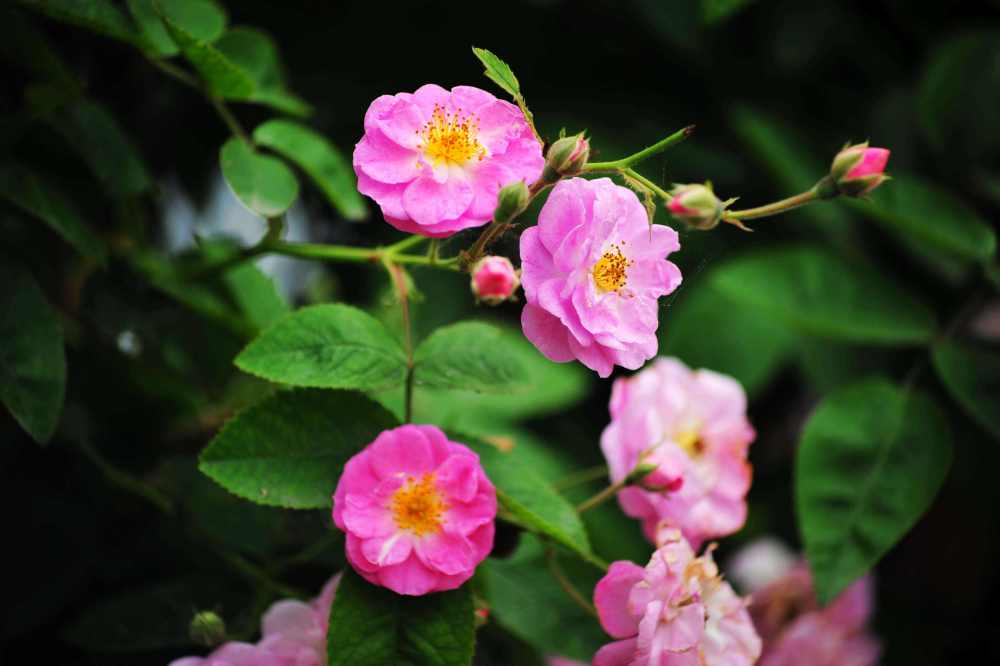 花中美女"野蔷薇",千朵万朵压枝低,非凡华贵品种多,艳丽绝美
