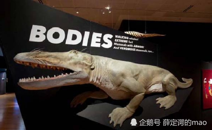 游走鲸,拉丁文名ambulocetus natans(即步行的鲸类),别称走鲸,陆行鲸