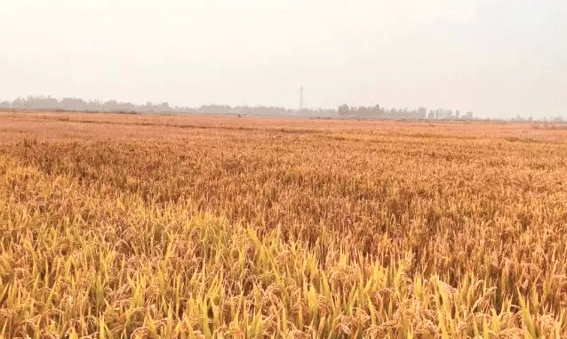 壁纸 成片种植 风景 植物 种植基地 桌面 638_381 gif 动态图 动图