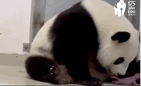 德国动物园公开双胞胎大熊猫新照片昏昏欲睡萌翻当网红真累