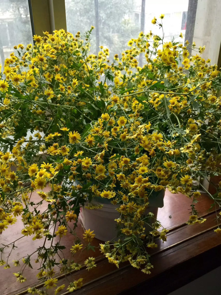 霜寒冬篱菊,别样花开为谁迟?