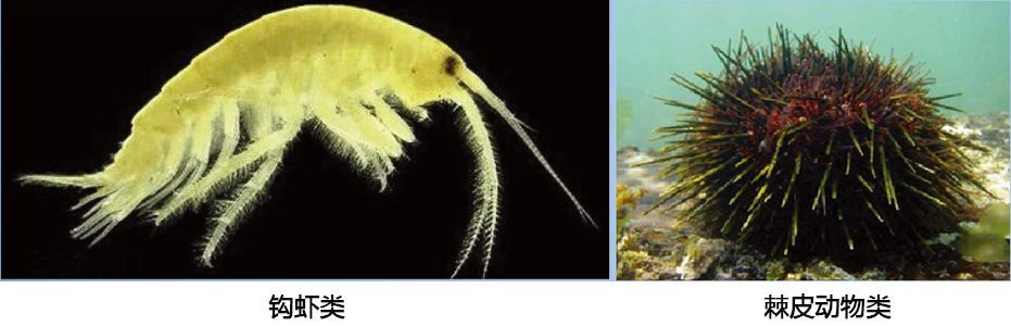 底栖生物是栖息在潮间带,浅海及深海海底的生物,它是海洋生物中种类最